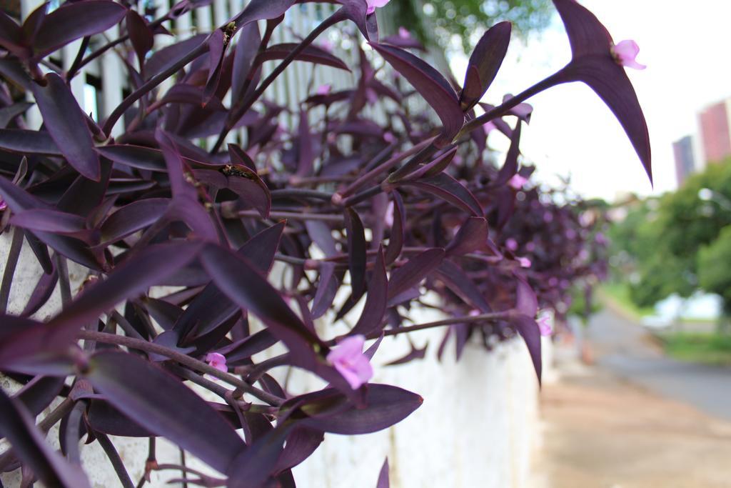 Pousada Oliveira Foz do Iguacu Ngoại thất bức ảnh